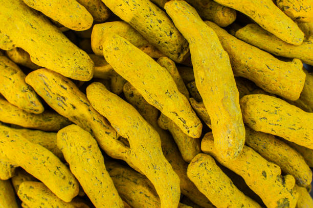INDIAN SPICES, DRIED RAW TURMERIC ROOTS, STACKED ON A TRAY AND PHOTOGRAPHED IN EARLY MORNING SUNLIGHT OUTDOORS.