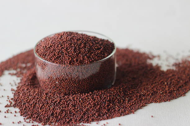 Eleusine coracana grain or finger millet, also known as ragi in India, kodo in Nepal. It is an annual herbaceous plant widely grown as a cereal crop in the arid and semiarid areas in Africa and India.